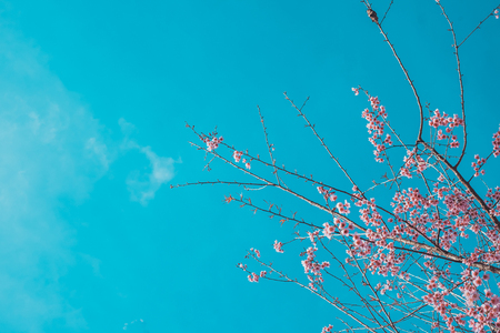 Cherry blossom sakura (Prunus Cesacoides, Wild Himalayan Cherry) in springtime. Cherry blossom sakura (Prunus Cesacoides, Wild Himalayan Cherry) is very beautifulの写真素材