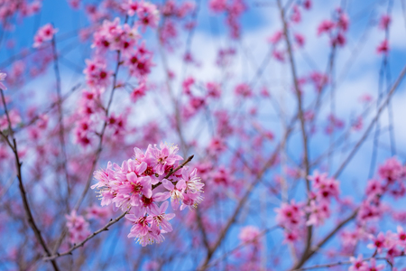 Cherry blossom sakura (Prunus Cesacoides, Wild Himalayan Cherry) in springtime. Cherry blossom sakura (Prunus Cesacoides, Wild Himalayan Cherry) is very beautifulの写真素材
