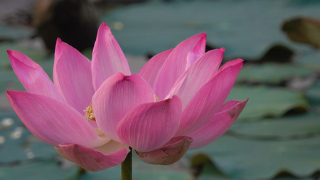 Pink lotus flower. Royalty-Free Stock Photo: Beautiful pink lotus flower Pink lotus flower Pink lotus flower in a pond. Peace scene in a countrysideの写真素材