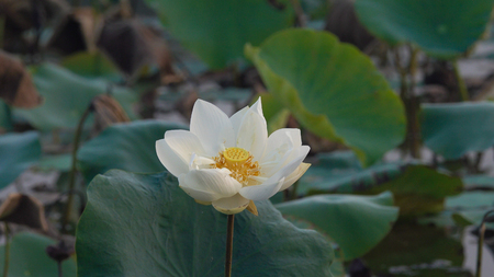 White lotus flower. Royalty high quality free stock image of a white lotus flower. The background is the lotus leaf and white lotus flower and yellow lotus bud in a pond. Peace scene in a countryside, Vietnamの写真素材