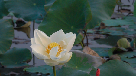 White lotus flower. Royalty high quality free stock image of a white lotus flower. The background is the lotus leaf and white lotus flower and yellow lotus bud in a pond. Peace scene in a countryside, Vietnamの写真素材
