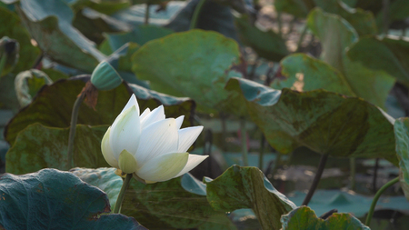 White lotus flower. Royalty high quality free stock image of a white lotus flower. The background is the lotus leaf and white lotus flower and yellow lotus bud in a pond. Peace scene in a countryside, Vietnamの写真素材