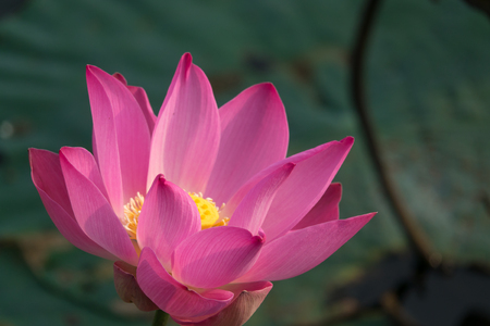 Pink lotus flower. Royalty-Free Stock Photo: Beautiful pink lotus flower Pink lotus flower Pink lotus flower in a pond. Peace scene in a countryside.の写真素材