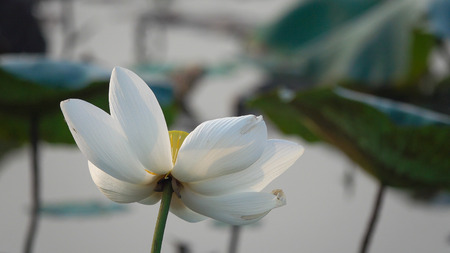 White lotus flower. Royalty free stock photo in no time. The lotus flower is a lotus flowerの写真素材