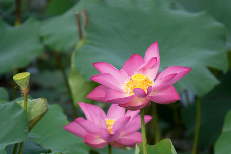 Pink lotus flower. Royalty high quality free stock image of a beautiful pink lotus flower. The background is the pink lotus flowers and yellow lotus bud in a pond. Peace scene in a countrysideの写真素材