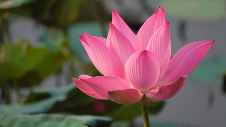 Pink lotus flower. Royalty high quality free stock image of a beautiful pink lotus flower. The background is the pink lotus flowers and yellow lotus bud in a pond. Peace scene in a countrysideの写真素材