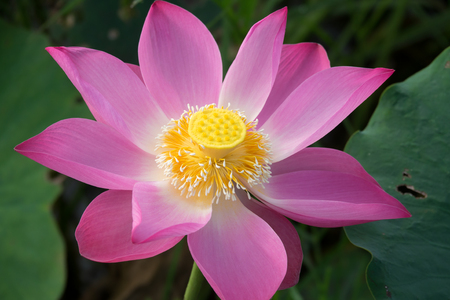 Pink lotus flower. Royalty high quality free stock image of a beautiful pink lotus flower. The background is the pink lotus flowers and yellow lotus bud in a pond. Peace scene in a countrysideの写真素材