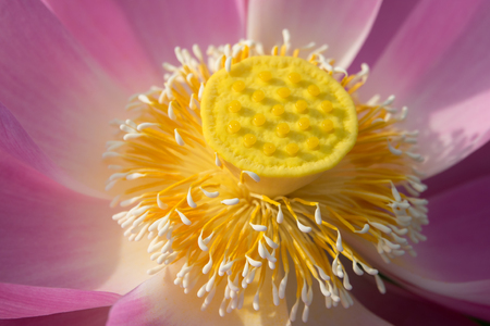 Pink lotus flower. Royalty high quality free stock image of a beautiful pink lotus flower. The background is the pink lotus flowers and yellow lotus bud in a pond. Peace scene in a countrysideの写真素材