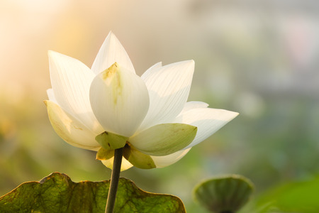 Royalty high quality free stock image of a lotus flower. The background is the lotus leaf and pink lotus flowers and lotus bud in a pond. Beautiful sunlight and sunshine in the morningの写真素材