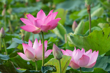 Pink lotus flower. Royalty high quality free stock image of a beautiful pink lotus flower. The background is the pink lotus flowers and yellow lotus bud in a pond. Peace scene in a countrysideの写真素材