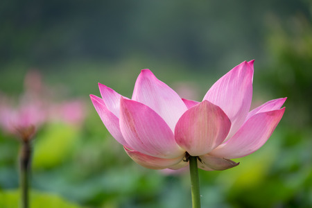 Pink lotus flower. Royalty high quality free stock image of a beautiful pink lotus flower. The background is the pink lotus flowers and yellow lotus bud in a pond. Peace scene in a countrysideの写真素材