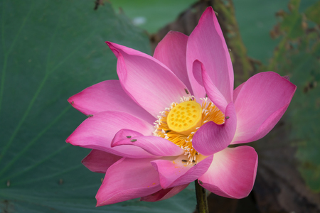Pink lotus flower. Royalty high quality free stock image of a beautiful pink lotus flower. The background is the pink lotus flowers and yellow lotus bud in a pond. Peace scene in a countrysideの写真素材
