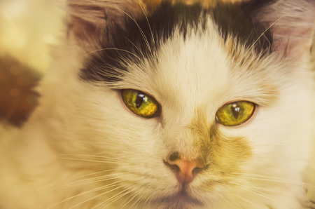 Beautiful portrait of the catの写真素材