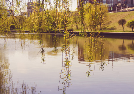 River in the city park in summer dayの写真素材