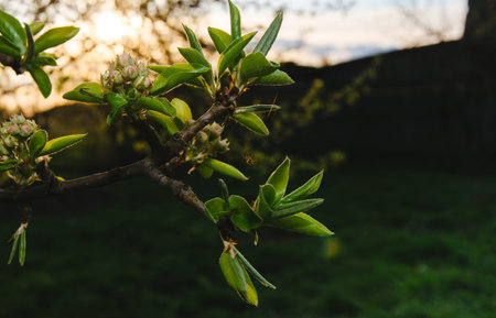 Apple tree with spider in the sunset time