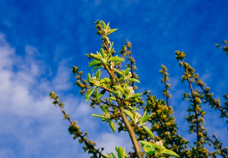 Branch of the tree with flowers in spring timeの写真素材