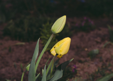 Yellow tulips in the village garden in spring time
