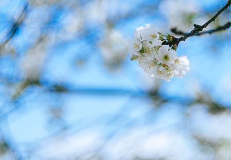 White flowers on the tree in spring timeの写真素材