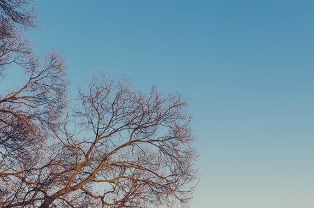 Branches of the tree on blue sky backgroundの写真素材