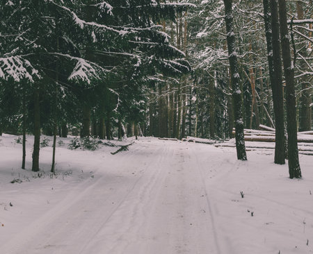 landscape in winter forest near the stock of wood