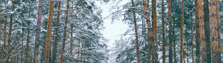 Beautiful landscape in winter forest after snowfall