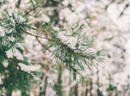 Beautiful green branch in snow after the snowfallの写真素材