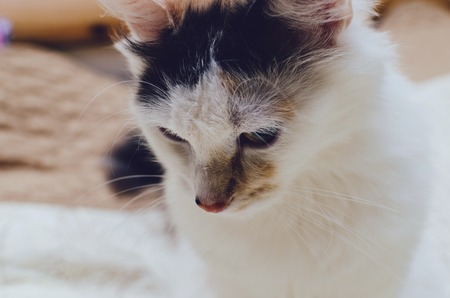 Sleepy white cat portrait sitting on the home bedの写真素材