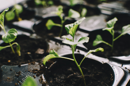 Spring home plants in the pots on home tableの写真素材