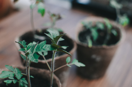 Spring Home Seedlings in boxes on the wooden tableの写真素材
