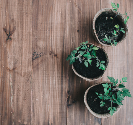Spring Home Seedlings in boxes on the wooden tableの写真素材