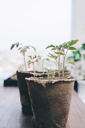 Spring Home Seedlings in boxes on home windowの写真素材