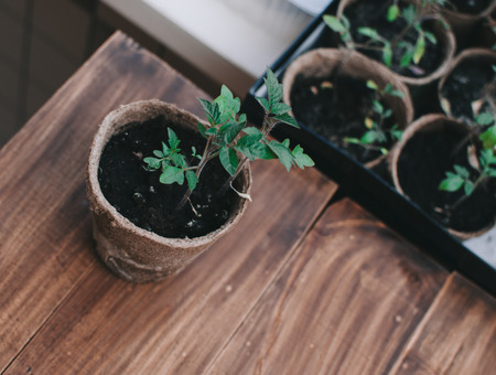 Spring Home Seedlings in boxes on the wooden tableの写真素材