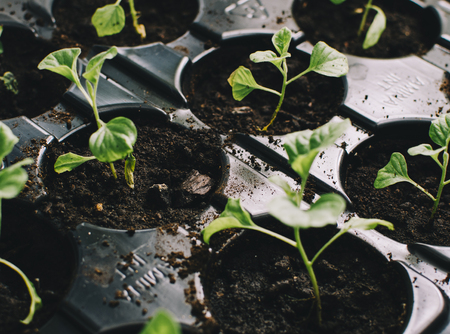 Spring Home Seedlings in the boxes on tableの写真素材