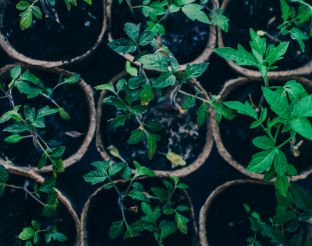 Spring Home Seedlings in the boxes on tableの写真素材
