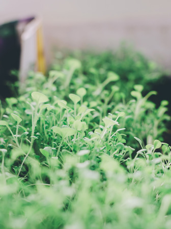 Green seed plant in box on the home tableの写真素材