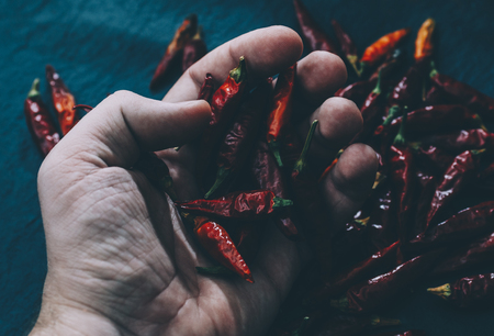 Red dry hot chili pepper in hand of manの写真素材