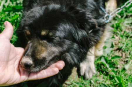 blurred defocused photo of the people hand and black dog on the green grass
