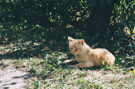 Cat lying in the village garden in summer timeの写真素材