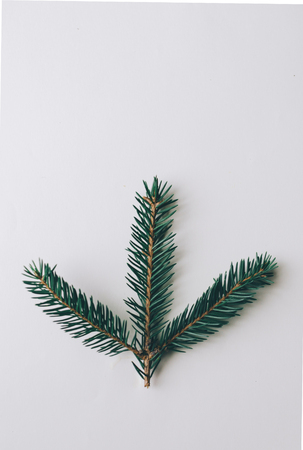 Branch of the fir on white backgroundの写真素材