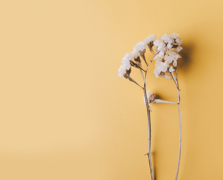 White dry flower on the yellow backgroundの写真素材