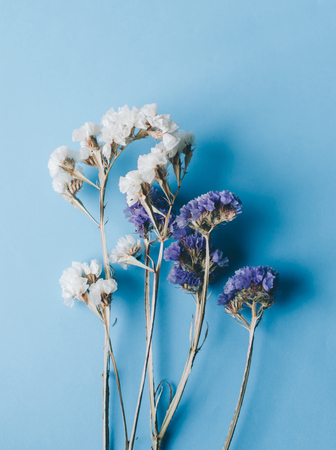Dry purple and white flowers on the blue backgroundの写真素材