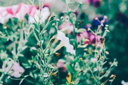 Pink flower in green summer gardenの写真素材