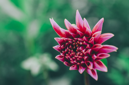Beautiful flower in green summer gardenの写真素材