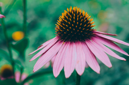 Beautiful flower in green summer garden