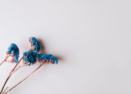 Blue dry flowers on the pink wall background