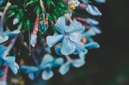Beautiful flower in green summer garden