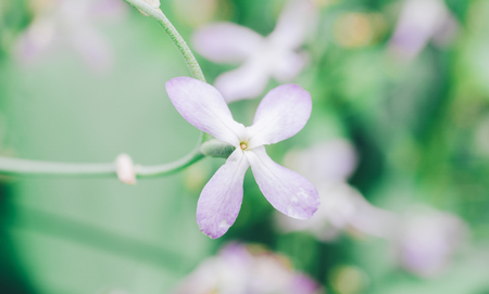 Beautiful flower in green summer gardenの写真素材