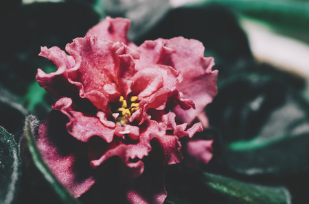 Pink flower in green summer gardenの写真素材