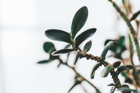 Plant with flowers on home tableの写真素材