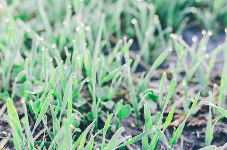 Green summer grass on field in morning timeの写真素材